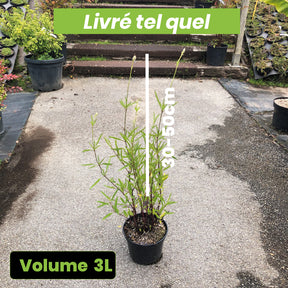 Salvia Uliginosa - Sauge des Marais