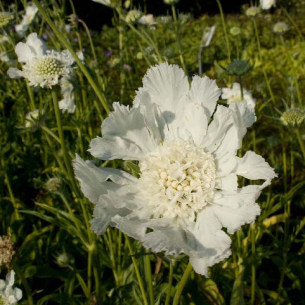 Scabiosa Perfecta Alba - Volume 3L / 20-30cm