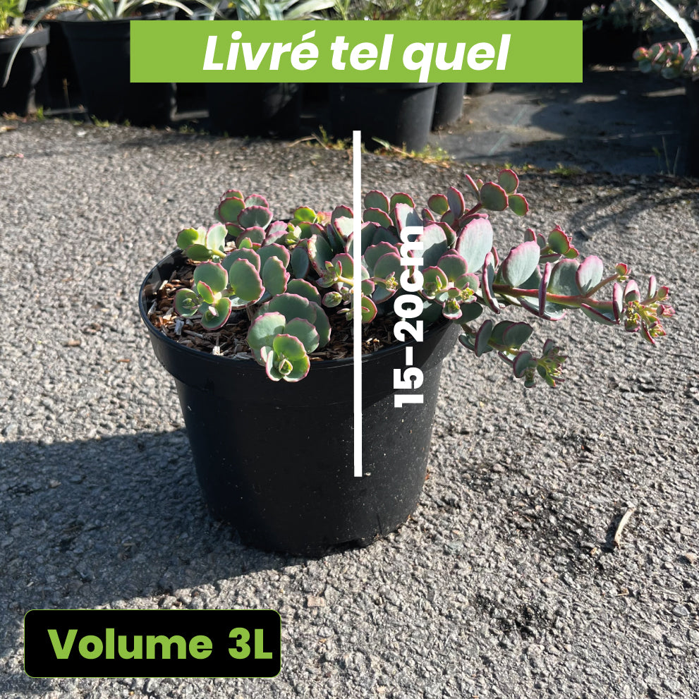 Sedum Sieboldii - Orpin - Volume 3L / 15-20cm