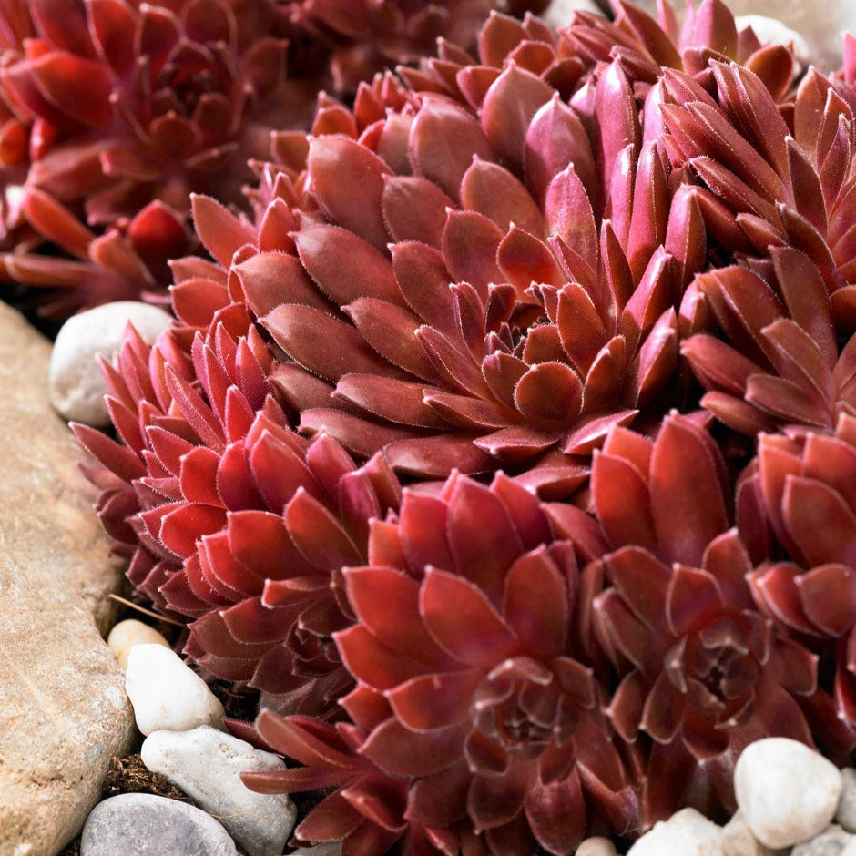 Sempervivum Arachnoideum Coral Red - Volume 2L / 15-20cm