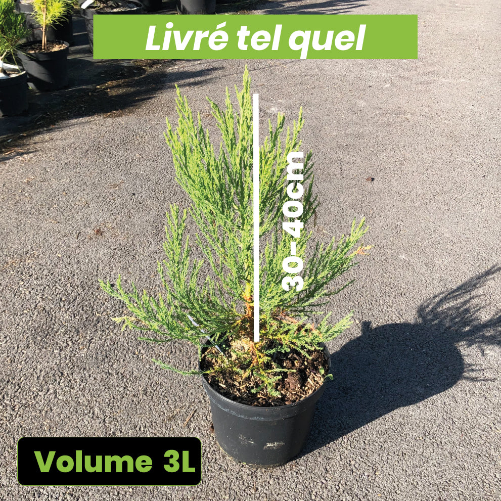 Sequoiadendron Gigantea - Séquoia Géant - Volume 3L / 30-40cm