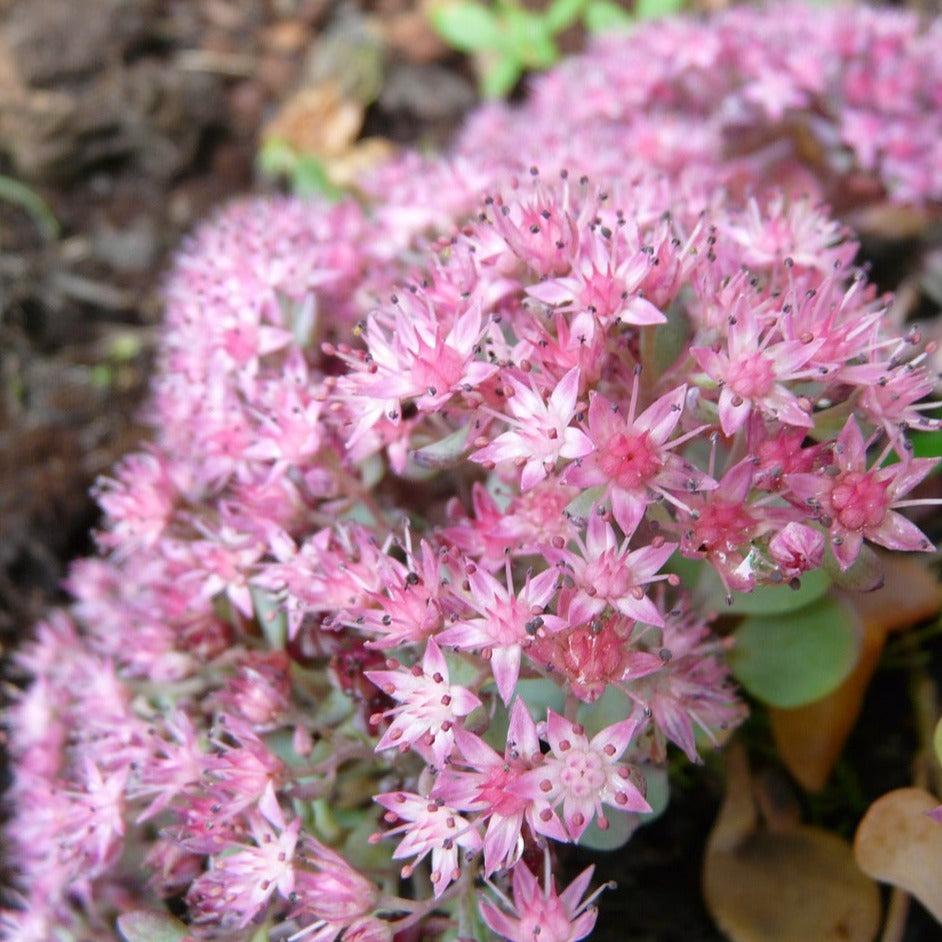 Sedum Sieboldii - Orpin - Volume 3L / 15-20cm