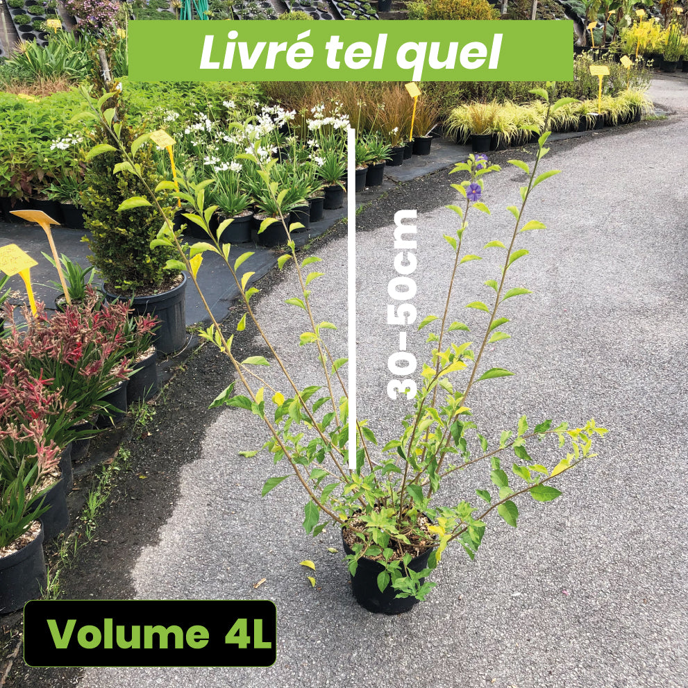 Solanum Rantonetti - Gentiane en Arbre - Volume 4L / 40-60cm