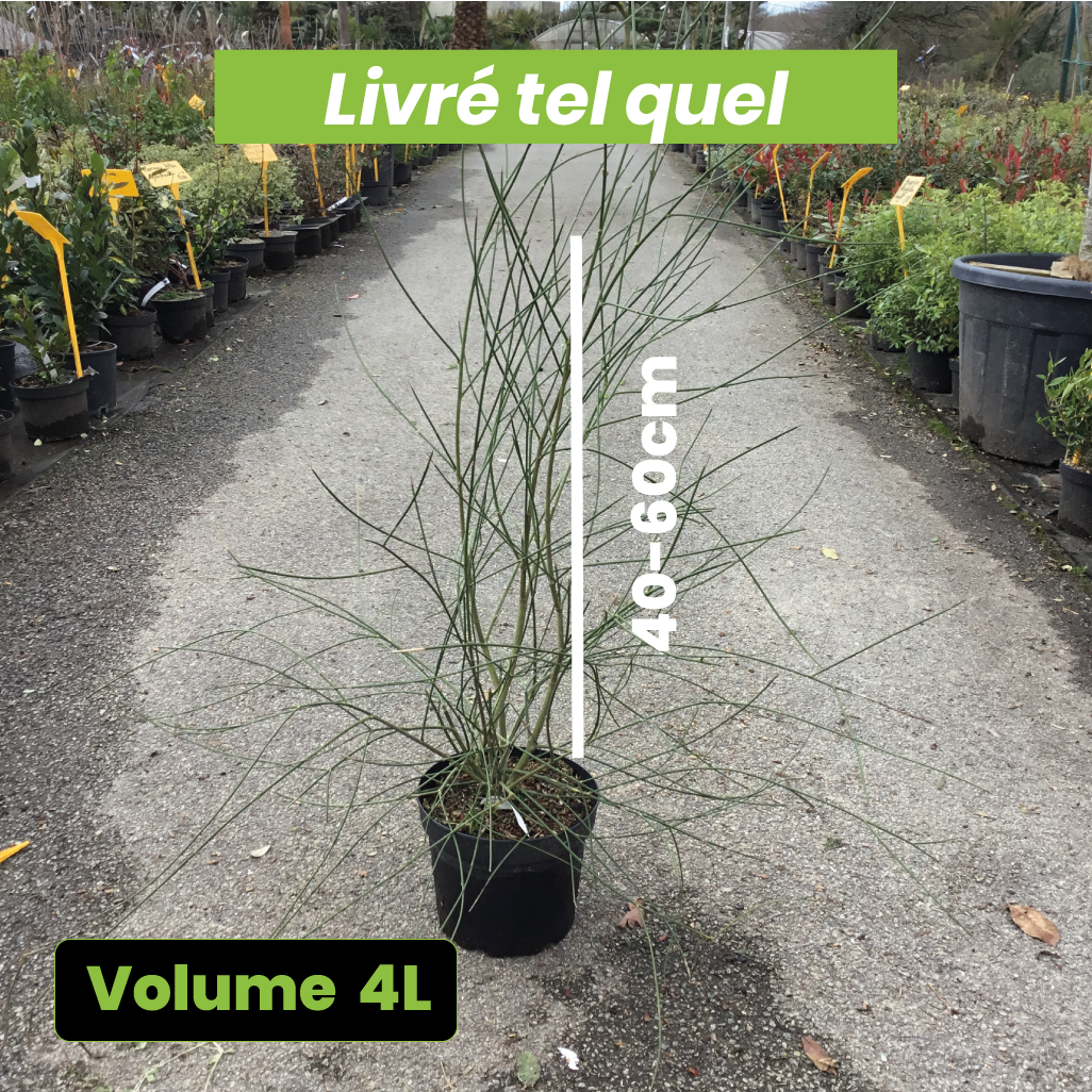 Spartium Junceum - Genêt d'Espagne - Volume 4L / 40-60cm