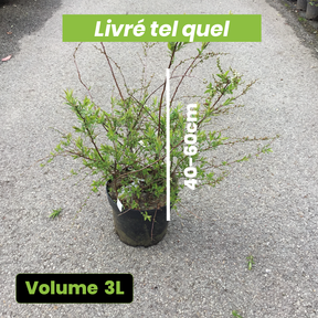 Spiraea Arguta blanche - Spirée dentelée