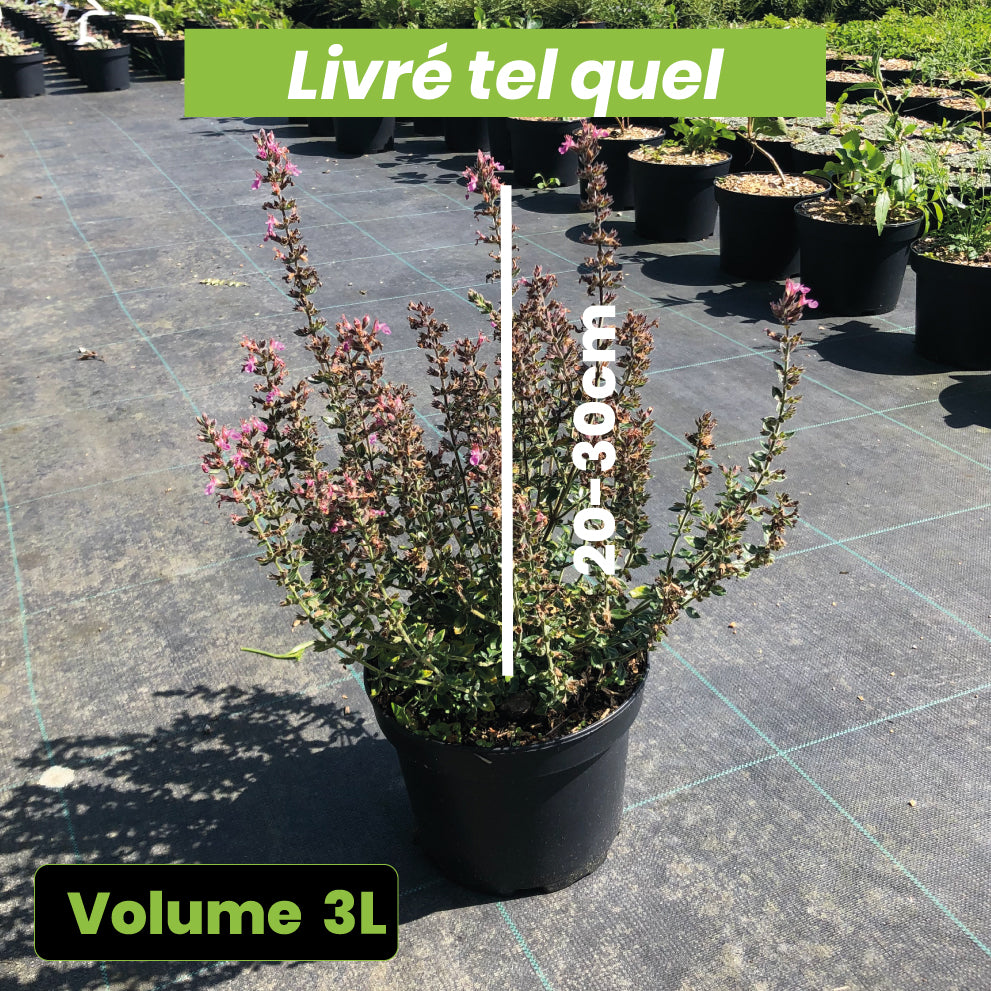 Teucrium Chamaedrys - Germandrée petit-chêne - Volume 3L / 20-30cm