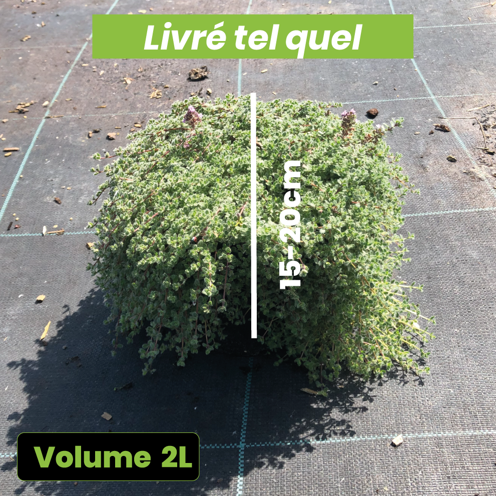 Thymus Pseudolanuginosus - Thym laineux - Volume 2L / 15-20cm