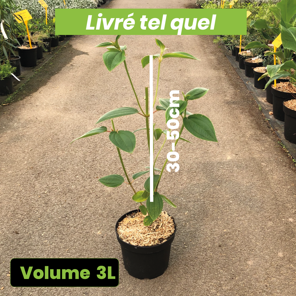 Tibouchina Urvilleana - Tibouchine d'Urville - Volume 3L / 30-50cm