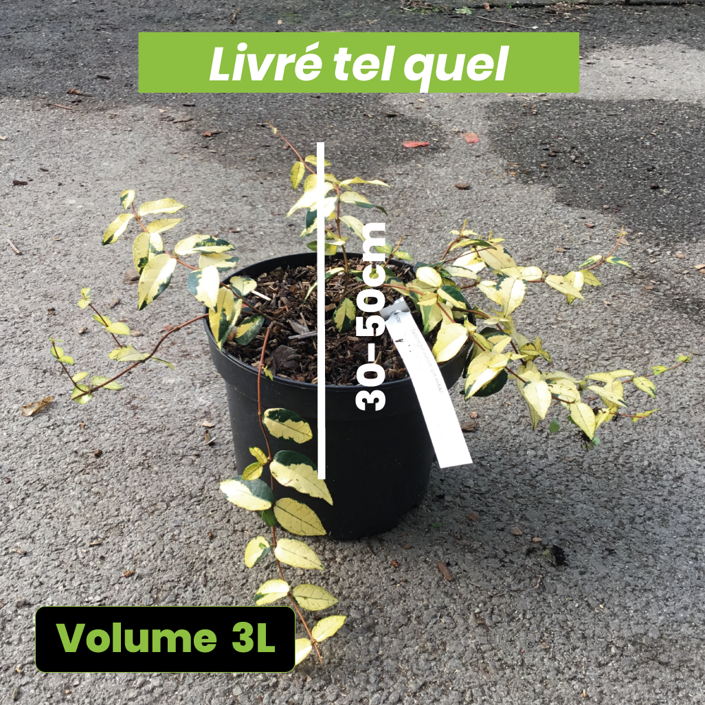 Trachelospermum Asiaticum Ogon Nishiki - Jasmin étoilé - Volume 3L / 30-50cm