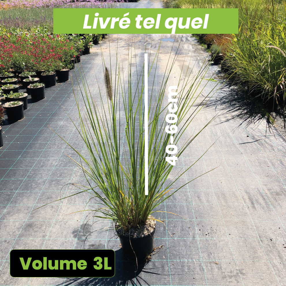 Pennisetum Alopecuroides Magic - Herbe aux écouvillons - Volume 3L / 40-60cm
