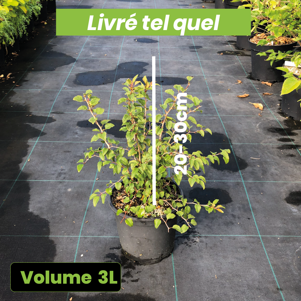 Prunus Incisa 'Kojo No Mai' - Cerisiers à fleurs - Volume 3L / 20-30cm