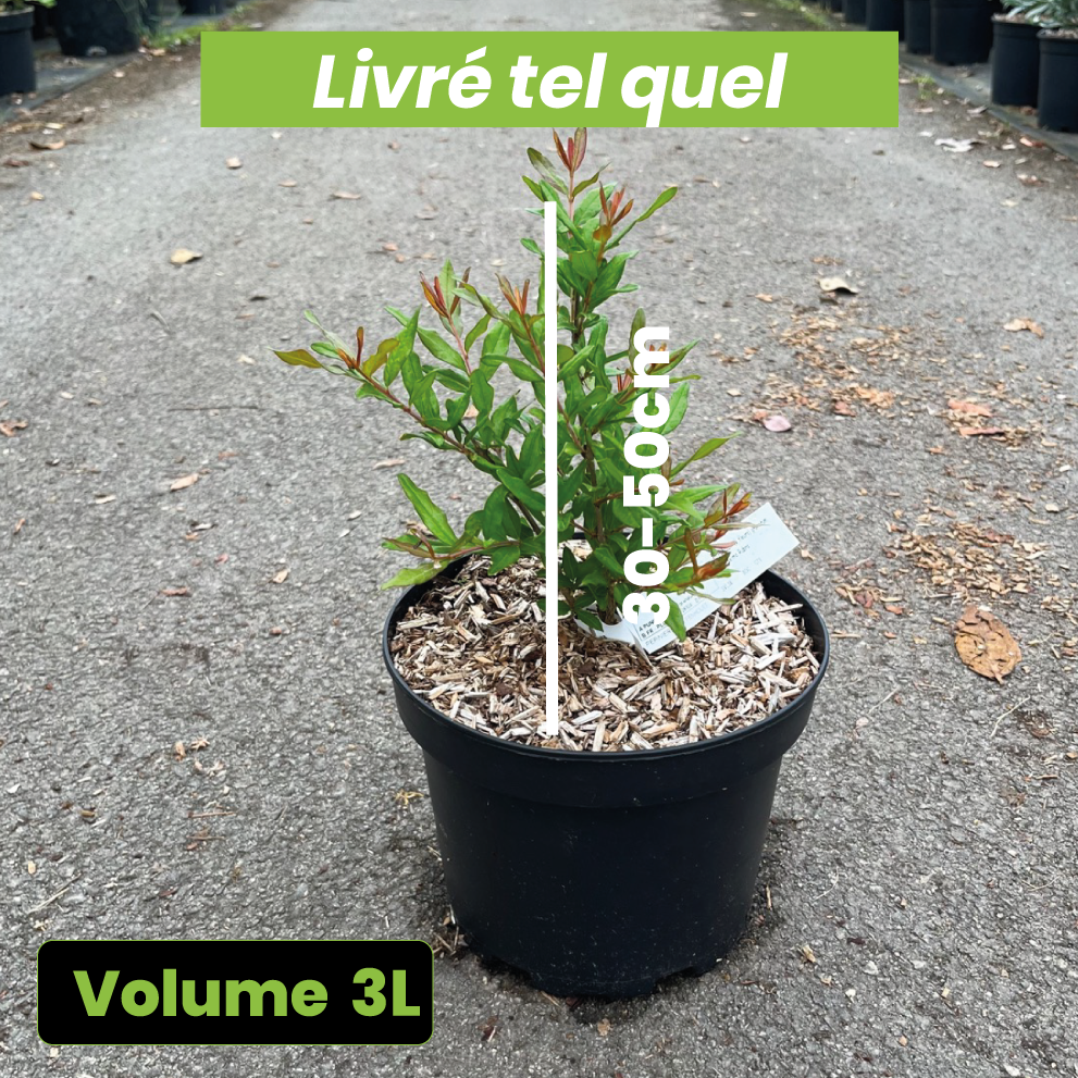 Punica Granatum Maxima Rubra - Grenadier à fleurs - Volume 3L / 30-50cm