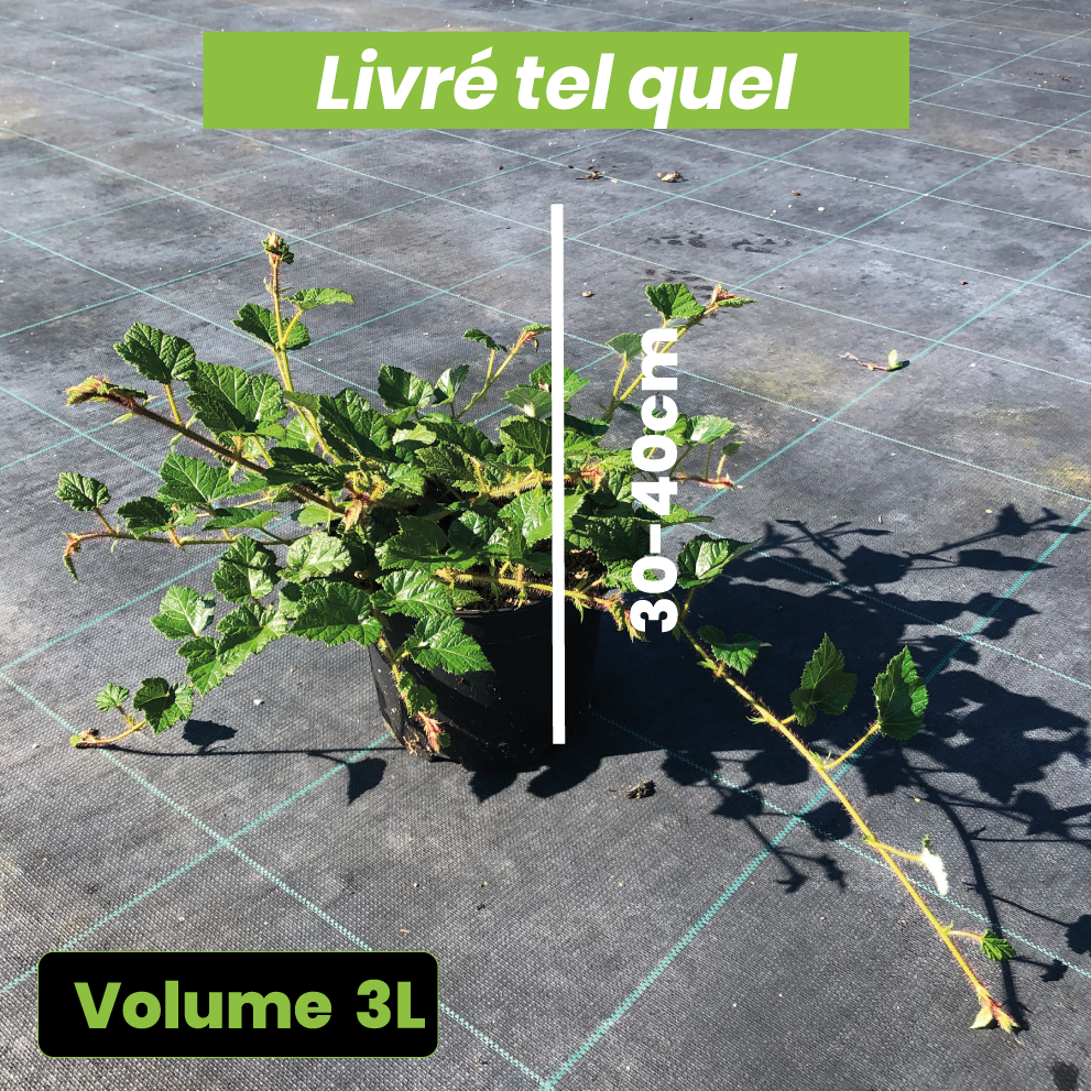 Rubus Betty Ashburner - Rubus Tricolor - Volume 3L / 30-40cm