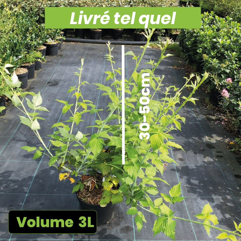 Rubus Occidentalis 'Black Jewel' - Framboisier noir - Volume 3L / 30-50cm