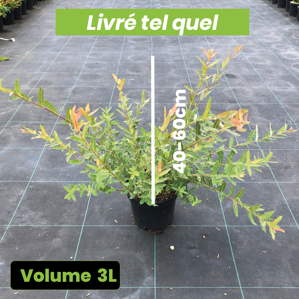 Salix Integra Hakuro Nishiki - Saule crevette - Volume 3L / 40-60cm