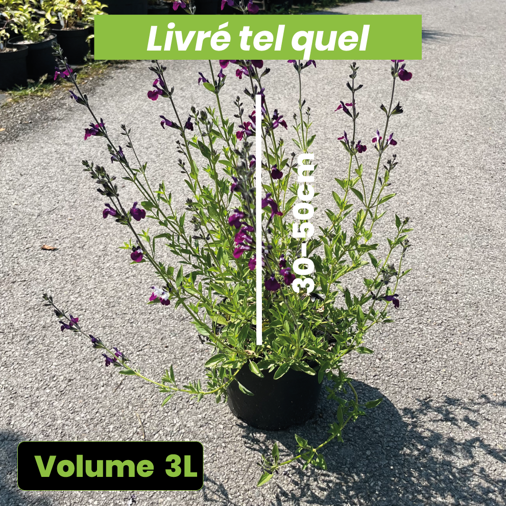 Salvia Greggii Amethyst lips - Sauge arbustive - Volume 3L / 30-50cm