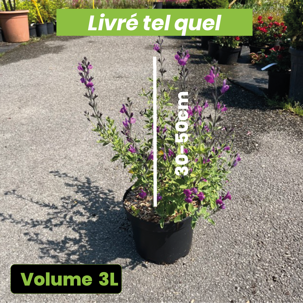 Salvia Greggii Artic Blaze - Sauge arbustive - Volume 3L / 30-50cm