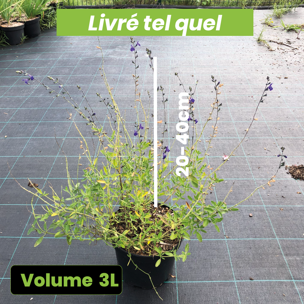 Salvia Greggii bleu - Volume 3L / 20-40cm