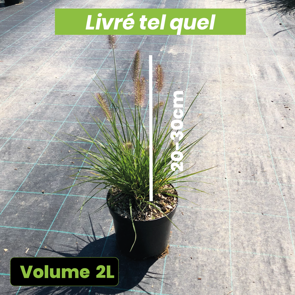 Pennisetum Little Bunny - Herbes aux écouvillons - Volume 3L / 40-60cm