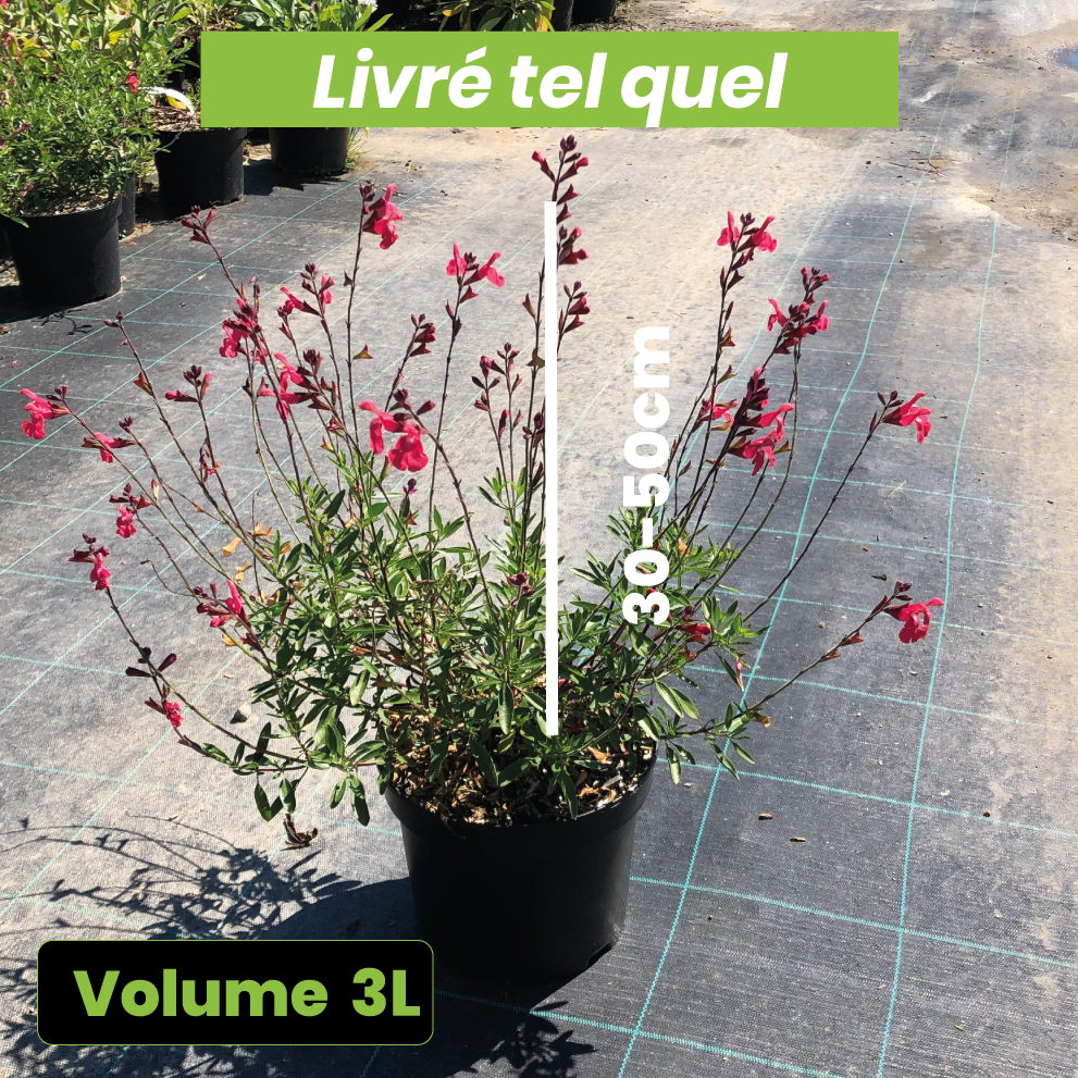 Salvia Greggii Lipstick - Volume 3L / 30-50cm