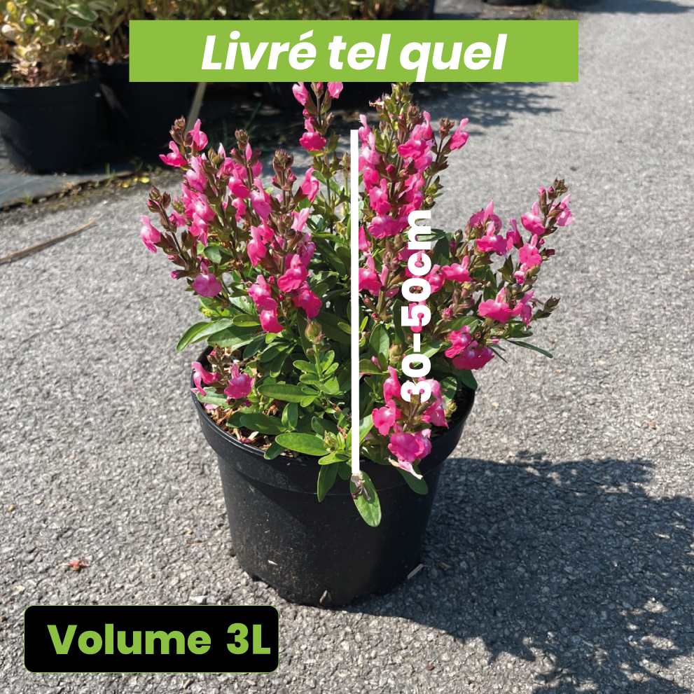 Salvia Greggii Mirage Pink - Sauge arbustive - Volume 3L / 30-50cm