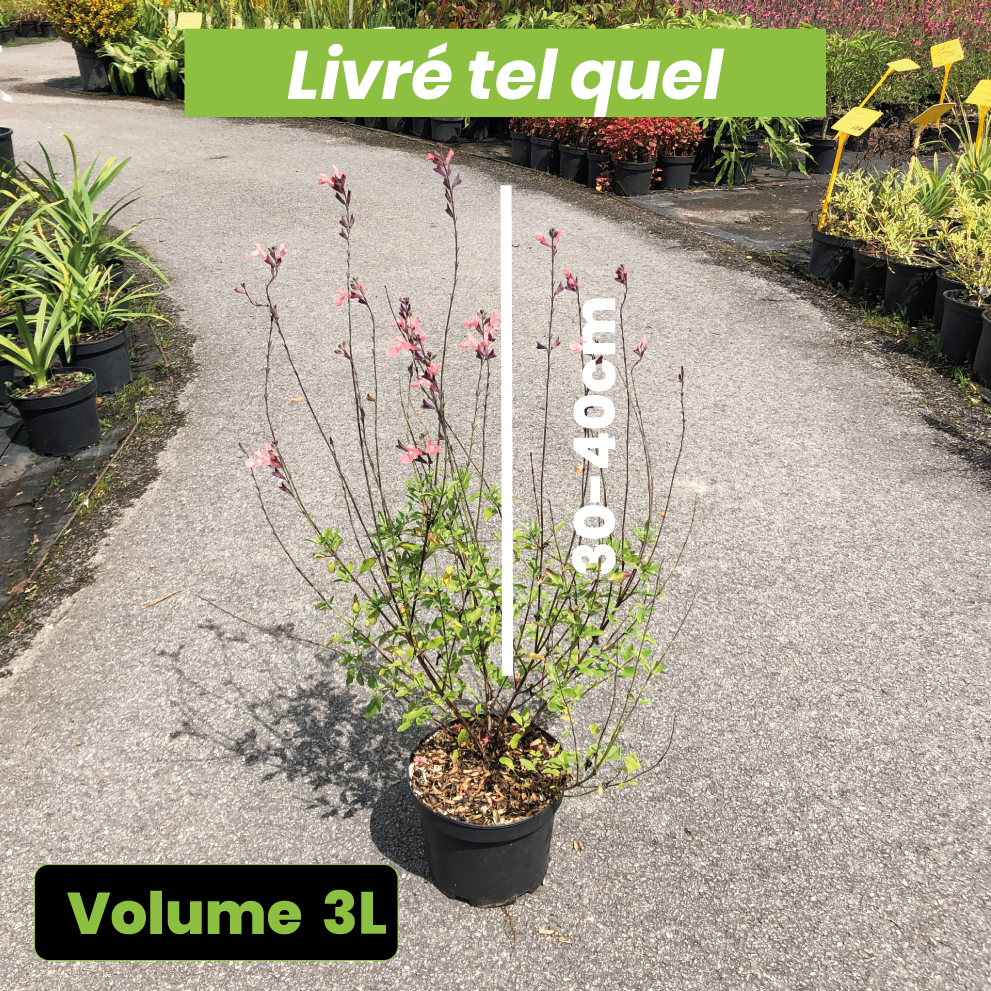 Salvia Microphylla Ribambelle - Volume 3L / 30-40cm