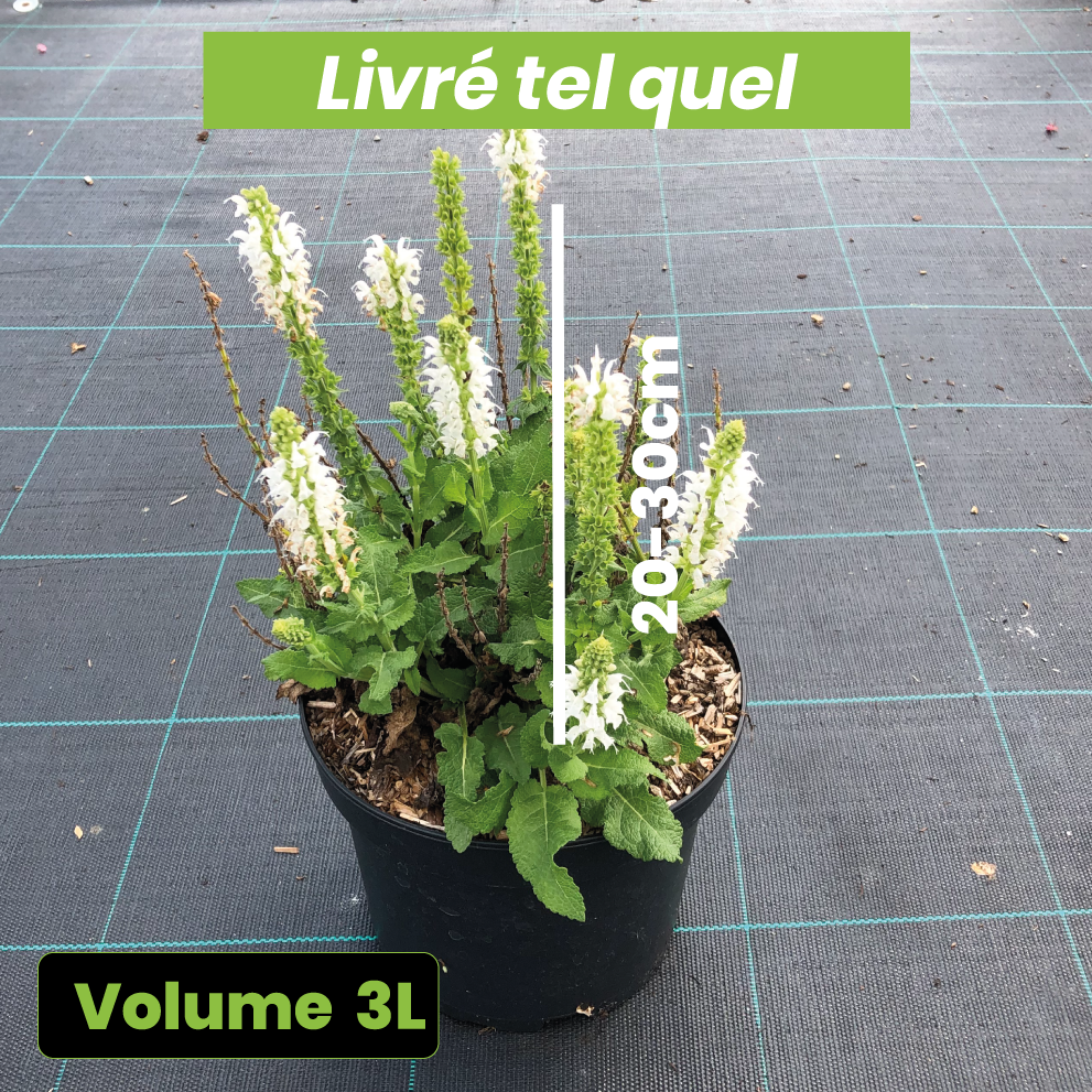 Salvia Nemorosa Bumblesnow - Sauge des bois - Volume 3L / 20-30cm