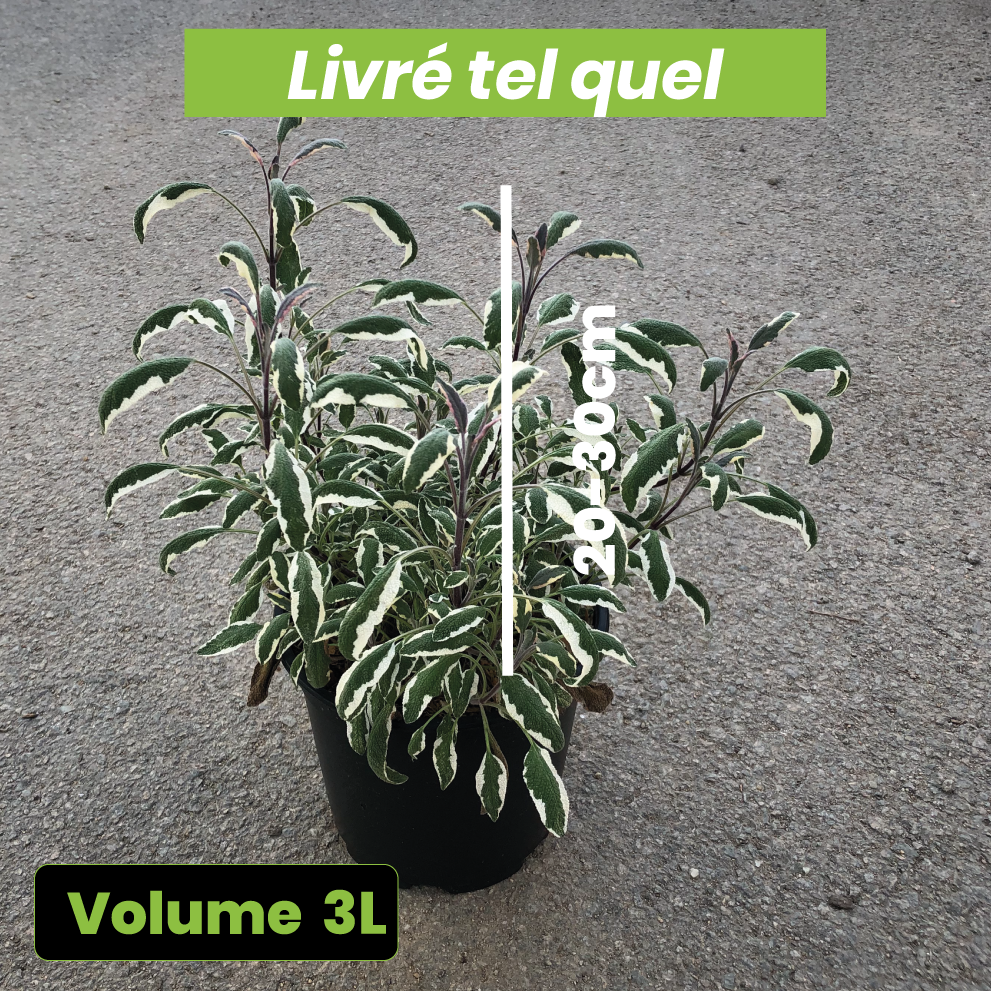 Salvia Officinalis Tricolor - Sauge officinale - Volume 3L / 20-30cm