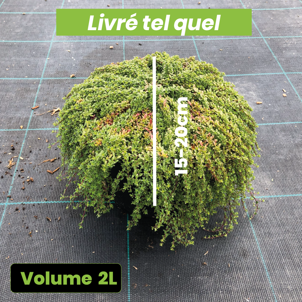 Thymus praecox Coccineus - Thym précoce rouge magenta - Volume 2L / 15-20cm