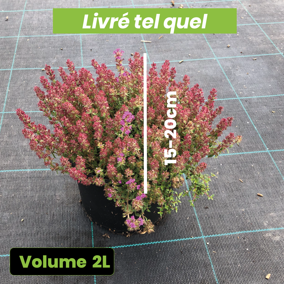 Thymus praecox Purple Beauty - Thym précoce rose-pourpré - Volume 2L / 15-20cm