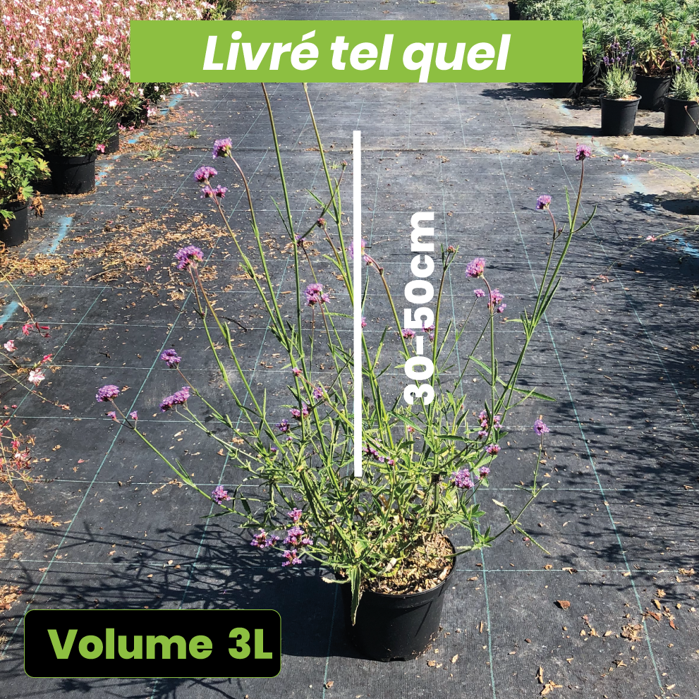 Verbena Bonariensis - Verveine de Buenos Aires - Volume 3L / 30-50cm