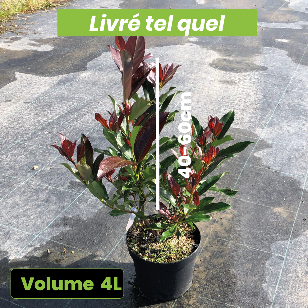 Viburnum Odoratissimum Coppertop - Viorne - Volume 4L / 40-60cm