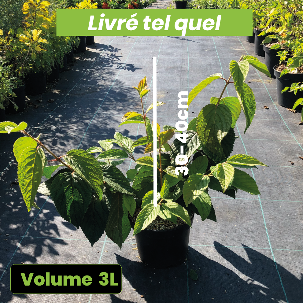 Viburnum Plicatum Shasta - Viorne de Chine - Volume 3L / 30-40cm