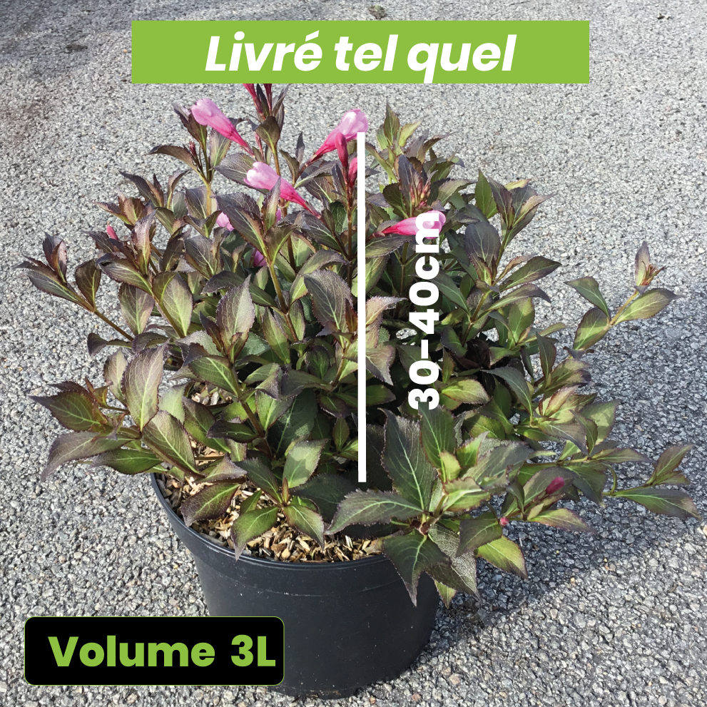 Weigela Florida Purpurea - Volume 3L / 30-40cm