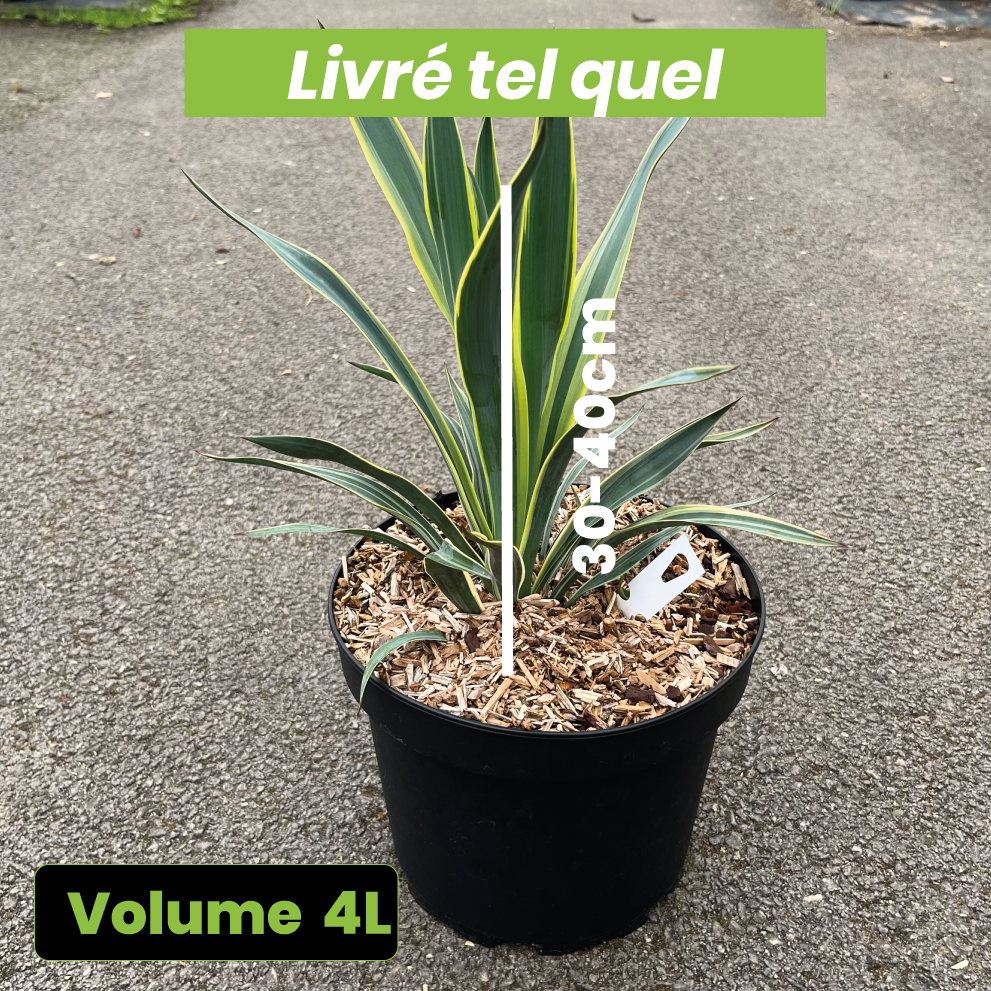 Yucca Gloriosa Variegata - Drague espagnole - Volume 4L / 30-40cm