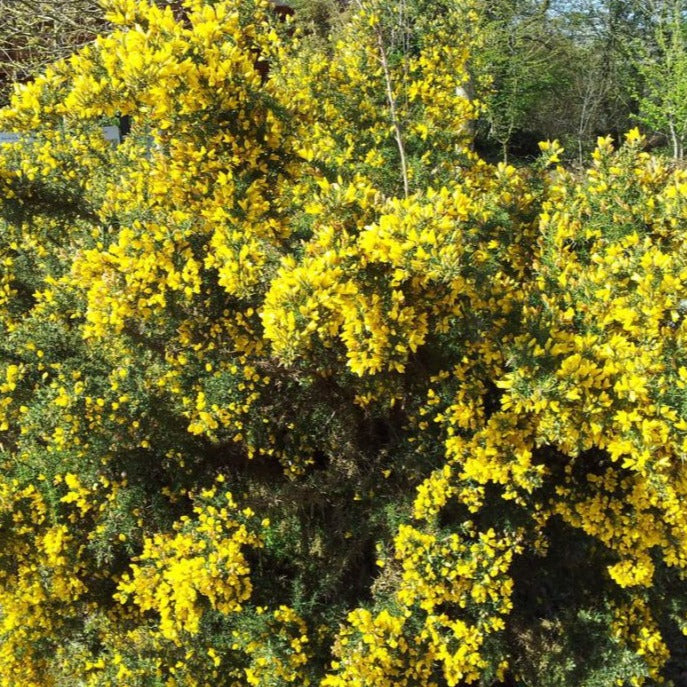 Ulex Europaeus - Ajonc commun - Volume 3L / 30-50cm