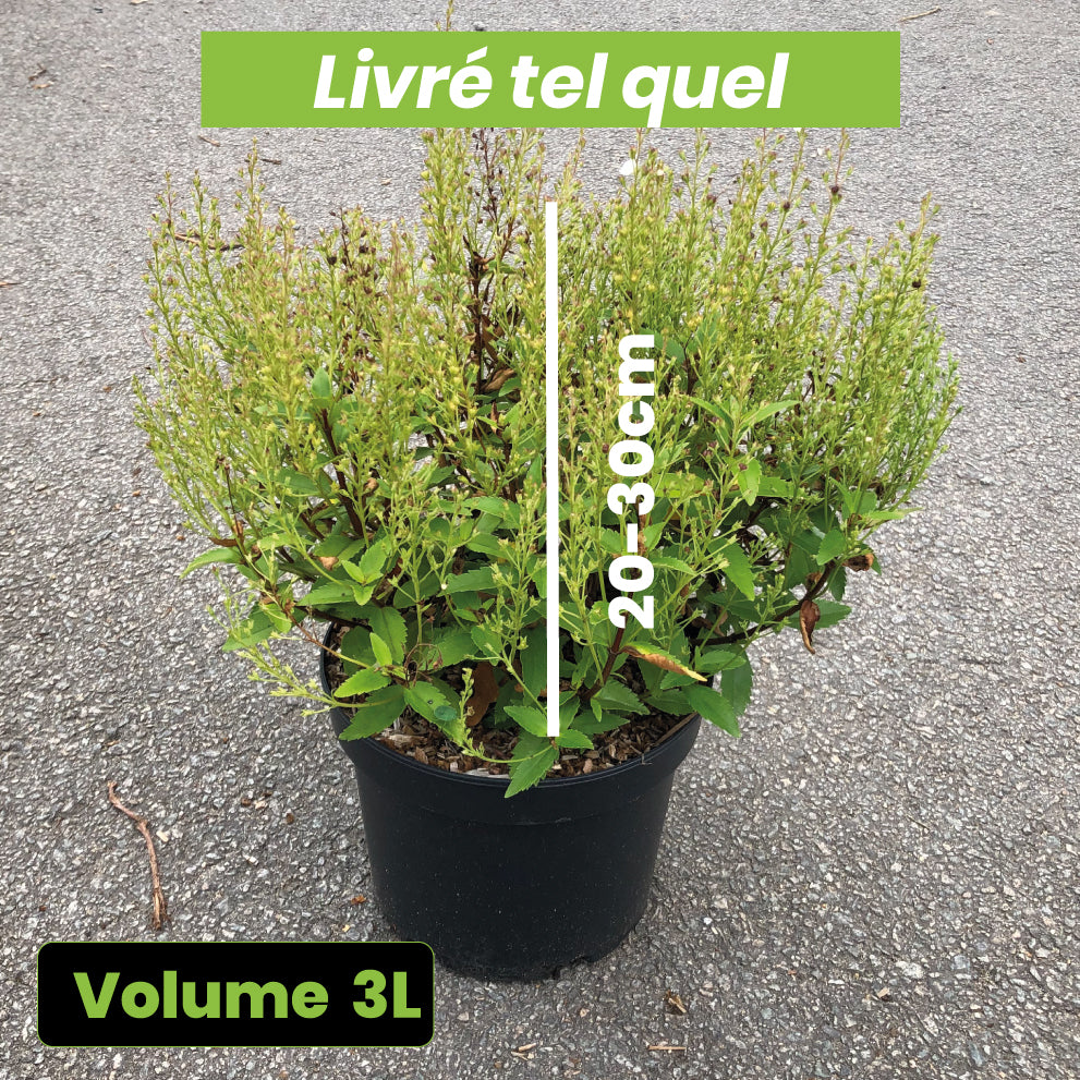Parahebe Avalanche - Véronique Arbustive - Volume 3L / 20-30cm