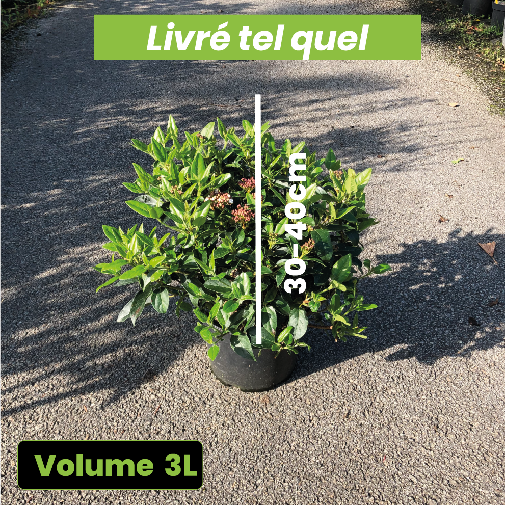 Viburnum Tinus Eve Price Blanche - Laurier tin - Volume 3L / 30-40cm