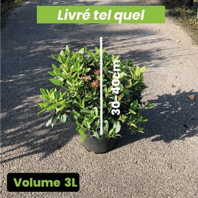 Viburnum Tinus Eve Price Blanche - Laurier tin