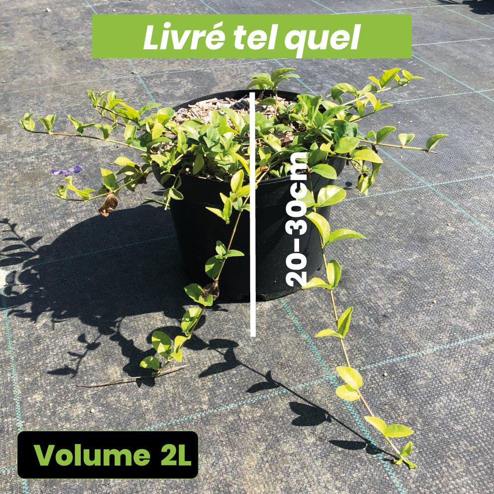 Vinca Minor - Petite pervenche - Volume 2L / 20-30cm