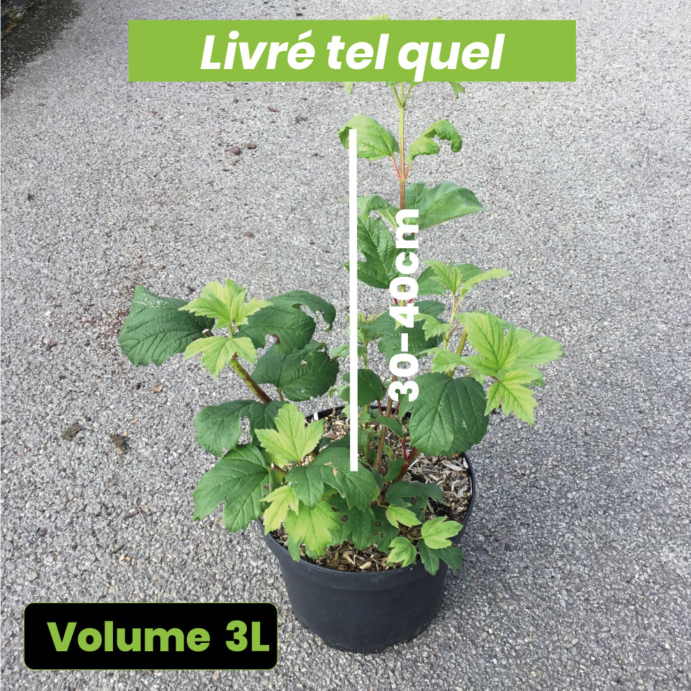 Viburnum Opulus Roseum - Viorne Boule de Neige - Volume 3L / 30-40cm