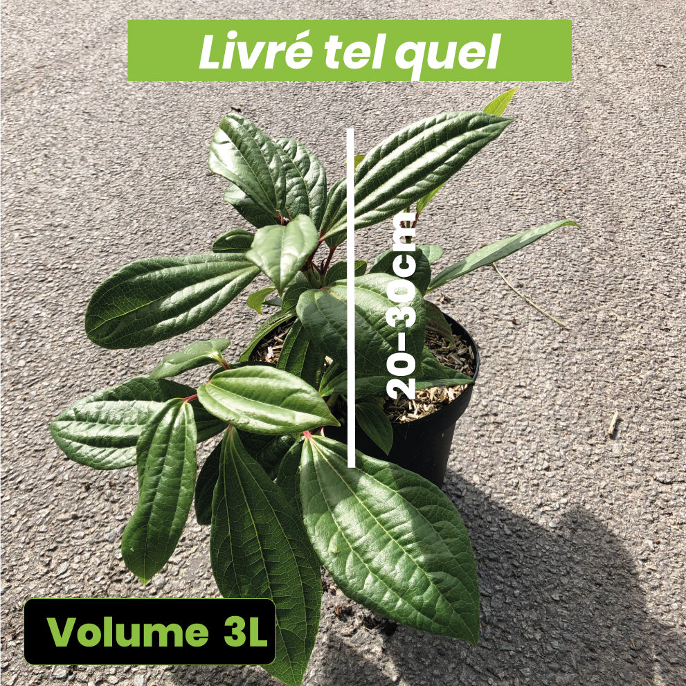 Viburnum Davidii - Viorne de David - Volume 3L / 20-30cm