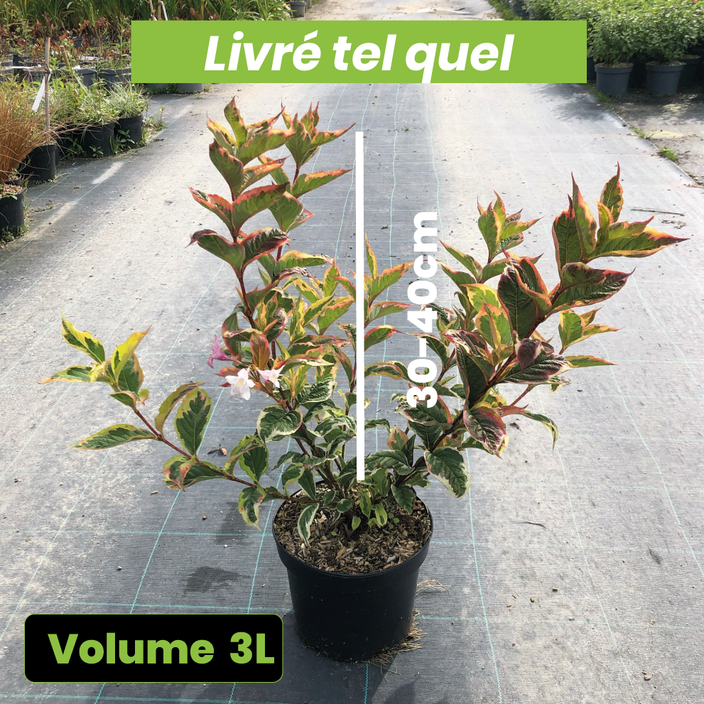 Weigela x Kosteriana "Variegata" - Volume 3L / 30-40cm