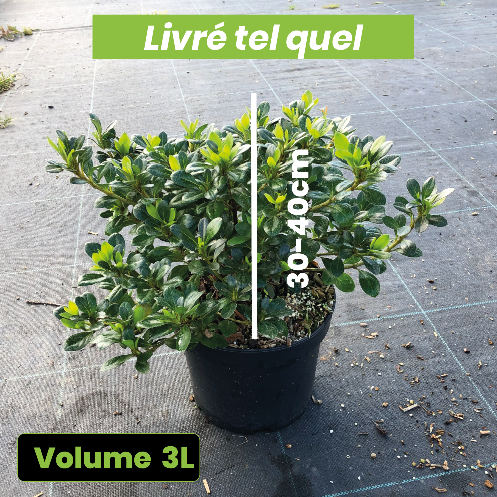 Azalea Japonica 'Sir Robert' - Volume 3L / 30-40cm