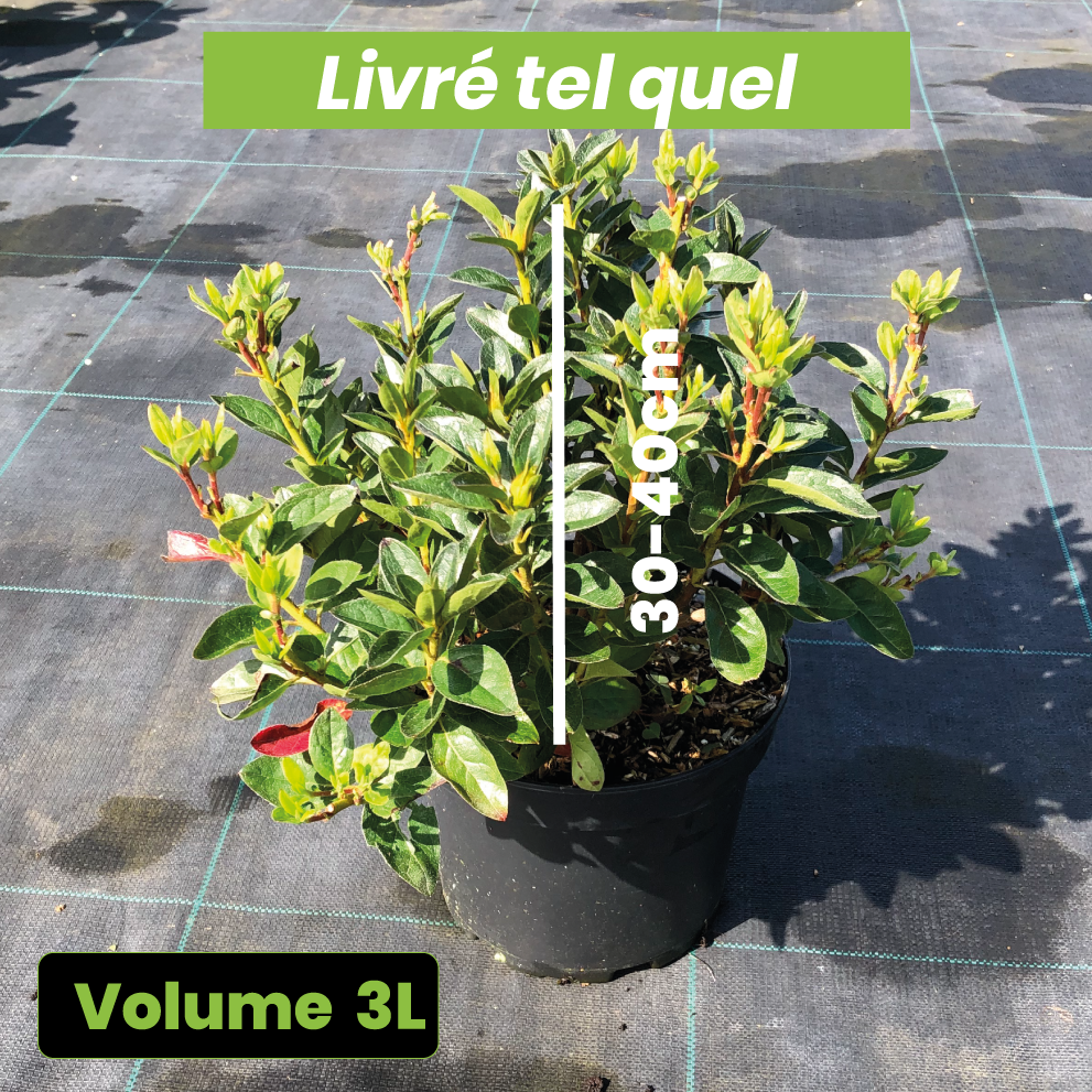Azalea Japonica Brocéliande Arthur - Volume 3L / 30-40cm