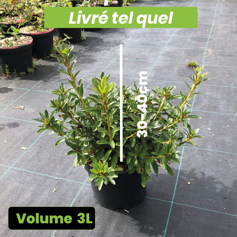 Azalea Japonica Mme Van Hecke - Volume 3L / 30-40cm