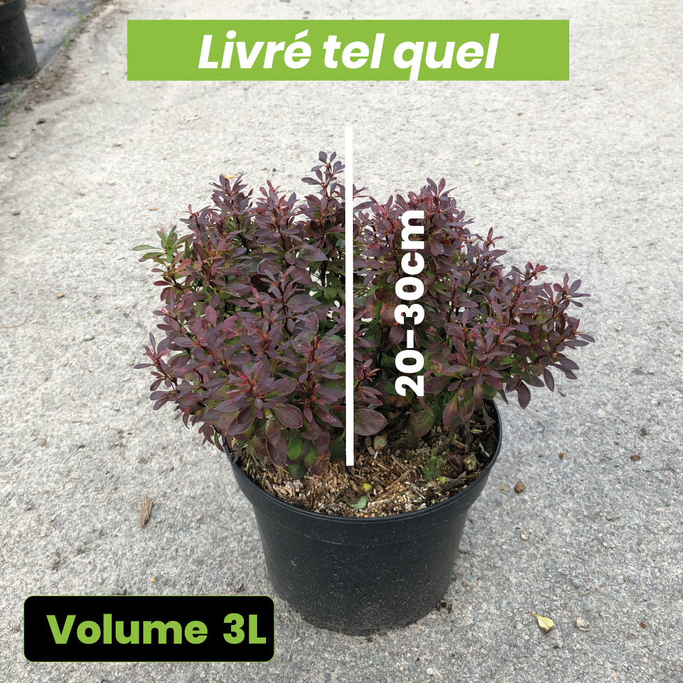 Berberis Thunbergii Lutin Rouge - Epine-vinette naine - Volume 3L / 20-30cm