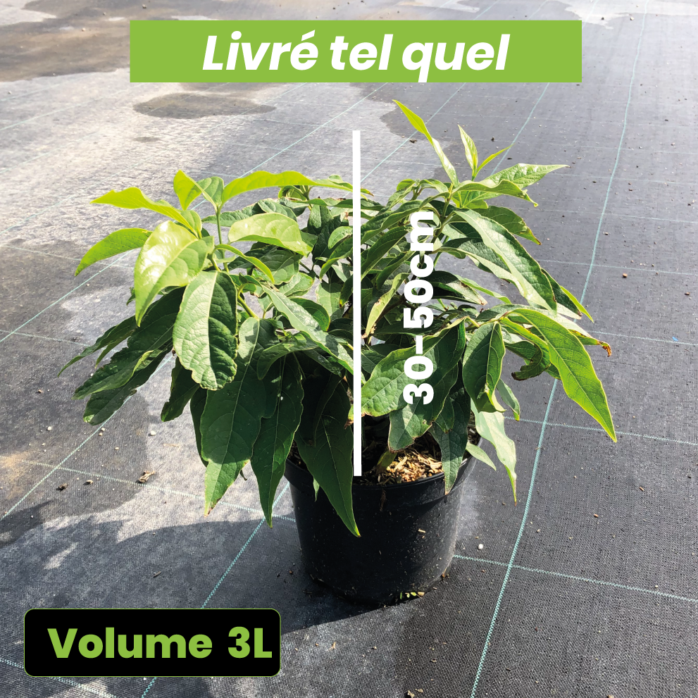 Chimonanthus Praecox - Chimonanthe précoce - Volume 3L / 30-50cm