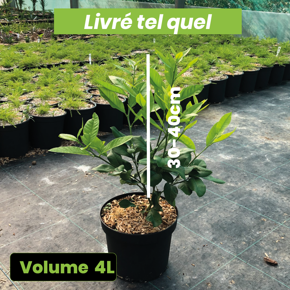 Citrus Limon - Citronnier des 4 saisons - Volume 4L / 30-40cm