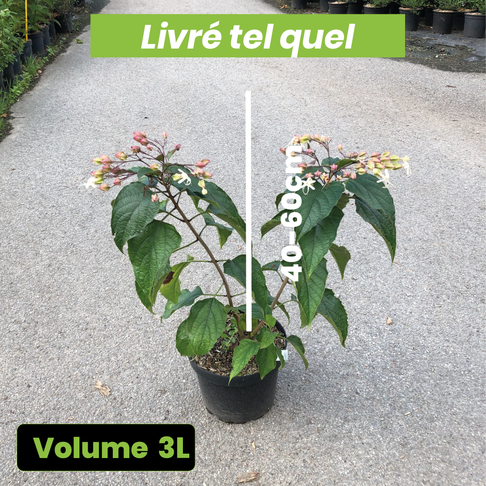 Clerodendrum Trichotomum Fargesii - Arbre du clergé Fargesii - Volume 3L / 40-60cm